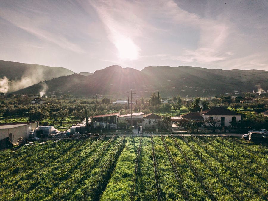 Klima Grampsa vineyards in the background of the sunshine, the building and trees and mountains